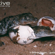 Illustration for article titled This Crocodile Uses Tools To Capture Its Prey